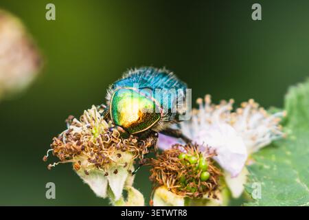 Chafer di rose, scarabeo Cetonia aurata che si nutre di fiori bramble in un giardino faunistico nel Sussex, Regno Unito Foto Stock