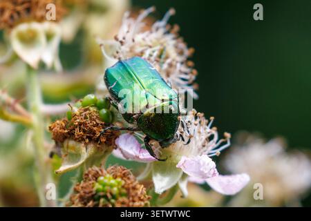 Chafer di rose, scarabeo Cetonia aurata che si nutre di fiori bramble in un giardino faunistico nel Sussex, Regno Unito Foto Stock