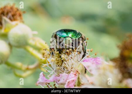 Chafer di rose, scarabeo Cetonia aurata che si nutre di fiori bramble in un giardino faunistico nel Sussex, Regno Unito Foto Stock