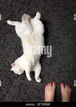 gatto bianco su un pavimento nero, Foto Stock