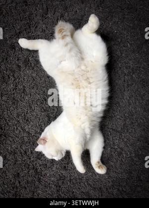 gatto bianco su un pavimento nero, Foto Stock