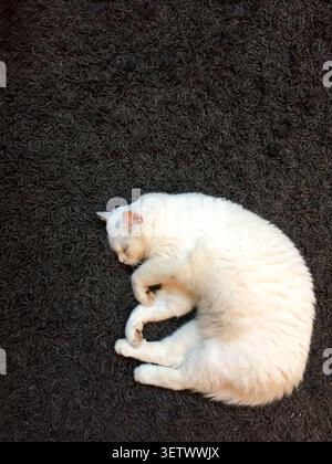 gatto bianco su un pavimento nero, Foto Stock