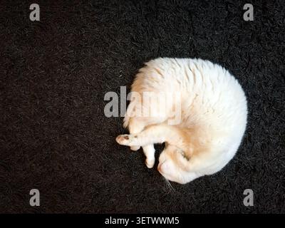 gatto bianco su un pavimento nero, Foto Stock