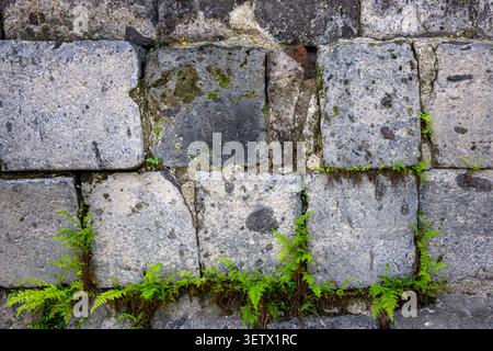 Antico muro di pietra con muschio e felci verdi che crescono tra blocchi intemprati. Muschio e felci aggiungono consistenza alla muratura spaccata e invecchiata Foto Stock