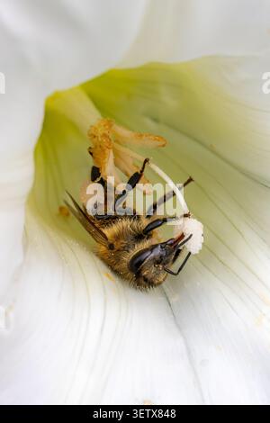 Api mellifere che riposano all'interno di un fiore bianco, catturate in una fotografia macro dettagliata nella provincia di Mazandaran, nel nord dell'Iran. Foto Stock