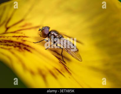 Foto macro di un hoverfly che poggia su un fiore giallo brillante nella Isabella Plantation, Richmond Park, Londra, Regno Unito. Foto Stock