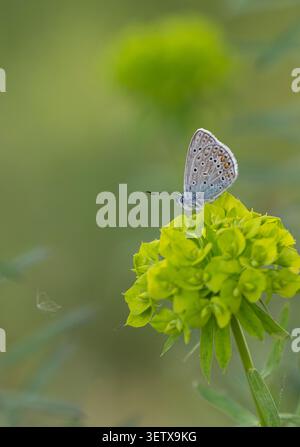 Farfalla blu comune: Polyommatus icarus. Donna. Grecia settentrionale Foto Stock