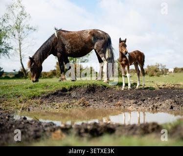 Una madre cavallo e un puledro vicino a un ruscello nel New Forest, una fonte di acqua potabile. I ruscelli durante l’ondata di caldo nel Regno Unito sono ora tutti prosciugati. Foto Stock