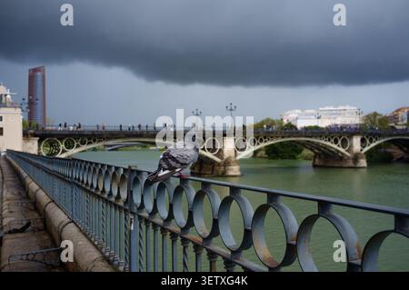 Un enorme fronte nero della pioggia si apre sulla città di Siviglia, osservata da un piccione seduto sulla recinzione accanto al ponte Triana e al fiume Guadalquivir Foto Stock