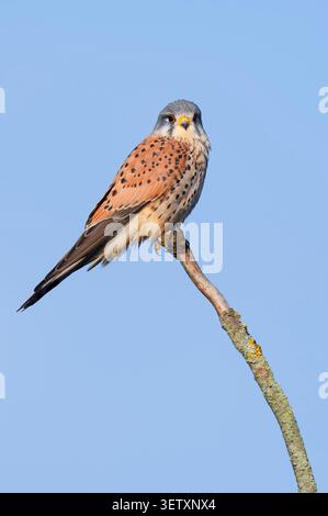 Common Kestrel (Falco tinnunculus), maschio arroccato su un ramo, Renania settentrionale-Vestfalia, Germania | Turmfalke (Falco tinnunculus), Männchen Foto Stock