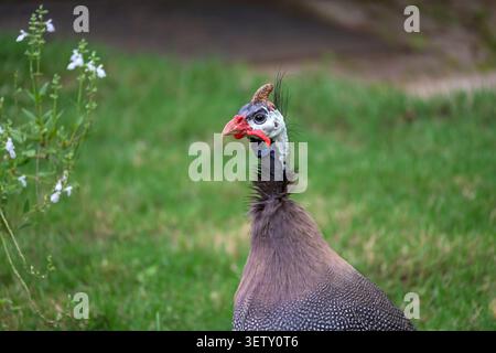 Ritratto ravvicinato di un guineafowl con elmetto in allerta in un giardino Foto Stock