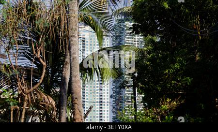 I moderni grattacieli della città sorgono dietro una fitta crescita di palme tropicali e vegetazione verde Foto Stock