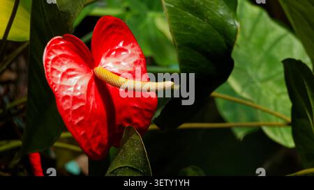 Fiore di anturia rossa con spadix gialla tra foglie verdi Foto Stock