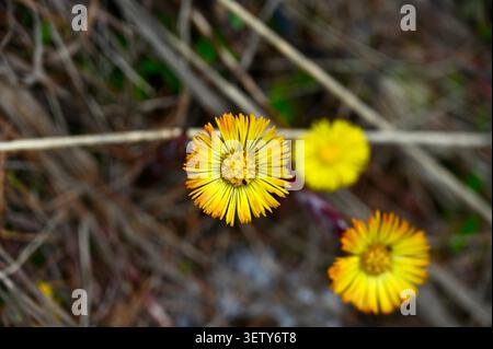 Una bellissima foto macro orizzontale che cattura i vibranti fiori gialli che fioriscono in primavera. Foto Stock