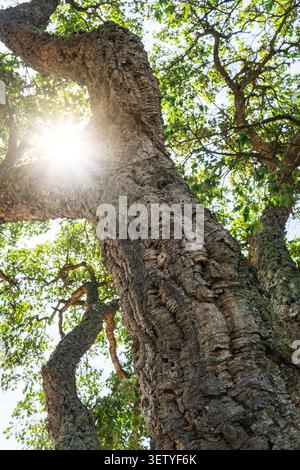Tronchi di quercia ricoperti di vecchia corteccia da primo piano. Foto Stock