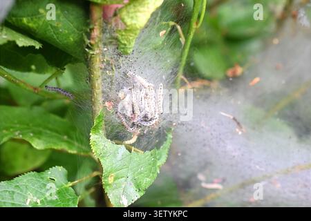 Uccelli ciliegini ermellati falena Yponomeuta evonymella caterpillars in rete di seta che infestano il ciliegio degli uccelli Foto Stock
