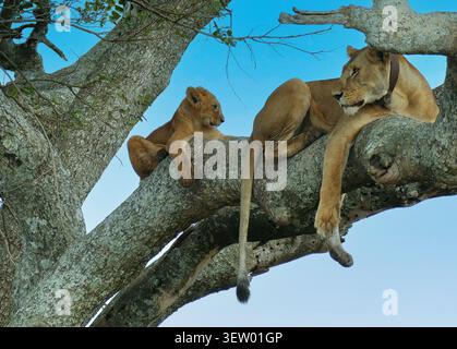 Lioness con un collare di inseguimento e il suo cucciolo stanno facendo un pisolino pomeridiano in alto tra i rami di un albero. , Serengeti Tanzania Foto Stock