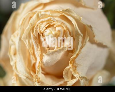 Dettagli di fiori di rosa secchi che mostrano la consistenza della crema sbiadita e dei petali marroni Foto Stock