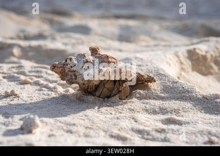 Granchio eremita in conchiglia intemprata sulla costa delle Maldive a mezzogiorno Foto Stock