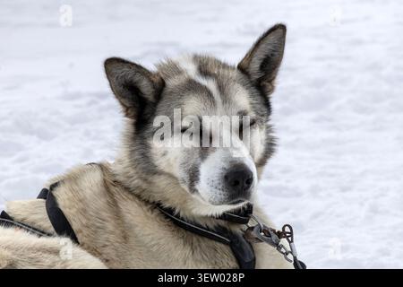 Cane Husky che riposa su una spedizione in slitta trainata da cani al ghiacciaio Scott Turner, alle Svalbard Foto Stock