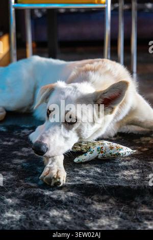 Cane Husky all'Husky Cafe, Longyearbyen, Svalbard Foto Stock