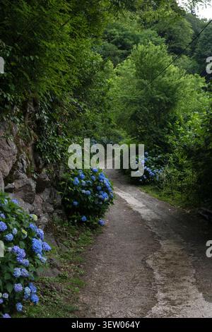 Stretto sentiero di campagna fiancheggiato da ortensie blu in fiore e lussureggianti alberi verdi della foresta Foto Stock