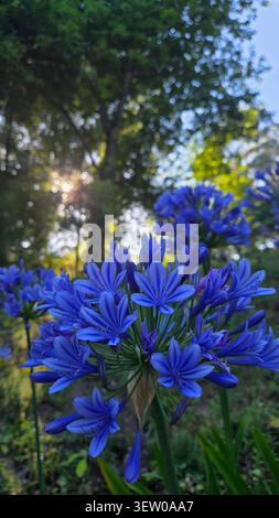 Fiori blu di Agapanthus africanus che fioriscono in un giardino illuminato dal sole in Portogallo con luce dorata della sera Foto Stock