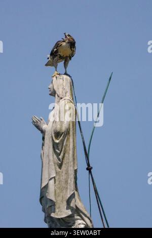 Sullivan's Island, Stati Uniti d'America. 24 giugno 2026. Un Falco dalla coda rossa si trova sulla testa di una statua della Vergine Maria adagiata sulla cupola della chiesa cattolica romana Stella Maris, il 24 giugno 2026 a Sullivan's Island, Carolina del Sud. Crediti: Richard Ellis/Richard Ellis/Alamy Live News Foto Stock
