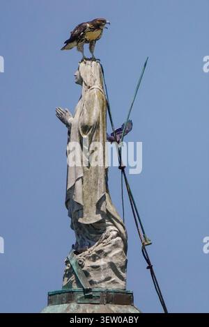 Sullivan's Island, Stati Uniti d'America. 24 giugno 2026. Un Falco dalla coda rossa si trova sulla testa di una statua della Vergine Maria adagiata sulla cupola della chiesa cattolica romana Stella Maris, il 24 giugno 2026 a Sullivan's Island, Carolina del Sud. Crediti: Richard Ellis/Richard Ellis/Alamy Live News Foto Stock
