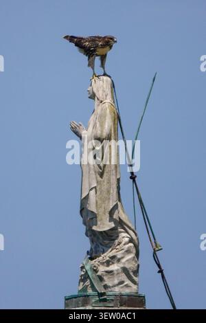 Sullivan's Island, Stati Uniti d'America. 24 giugno 2026. Un Falco dalla coda rossa si trova sulla testa di una statua della Vergine Maria adagiata sulla cupola della chiesa cattolica romana Stella Maris, il 24 giugno 2026 a Sullivan's Island, Carolina del Sud. Crediti: Richard Ellis/Richard Ellis/Alamy Live News Foto Stock