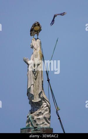 Sullivan's Island, Stati Uniti d'America. 24 giugno 2026. Una temibile bomba in picchiata Blue Jay un Falco dalla coda rossa arroccato sulla testa di una statua della Vergine Maria adagiata sulla cupola della chiesa cattolica romana Stella Maris, il 24 giugno 2026 a Sullivan's Island, Carolina del Sud. Il piccolo Jay mostra spesso audacia nel tormentare il predatore più grande per allontanarlo dal loro territorio. Crediti: Richard Ellis/Richard Ellis/Alamy Live News Foto Stock