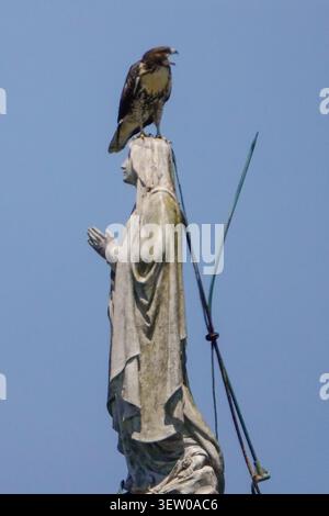 Sullivan's Island, Stati Uniti d'America. 24 giugno 2026. Un Falco dalla coda rossa si trova sulla testa di una statua della Vergine Maria adagiata sulla cupola della chiesa cattolica romana Stella Maris, il 24 giugno 2026 a Sullivan's Island, Carolina del Sud. Crediti: Richard Ellis/Richard Ellis/Alamy Live News Foto Stock