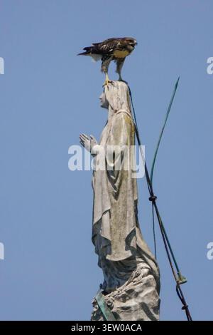 Sullivan's Island, Stati Uniti d'America. 24 giugno 2026. Un Falco dalla coda rossa si trova sulla testa di una statua della Vergine Maria adagiata sulla cupola della chiesa cattolica romana Stella Maris, il 24 giugno 2026 a Sullivan's Island, Carolina del Sud. Crediti: Richard Ellis/Richard Ellis/Alamy Live News Foto Stock