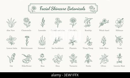 Collezione di icone d'arte della linea di prodotti botanici per la cura della pelle del viso Illustrazione Vettoriale