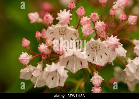 Gemme e fiori di alloro delle Pink e White Mountain nel Parco Nazionale dello Shenandoah Foto Stock