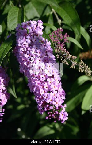 LILAC BUDDLEIA DAVIDII (BUTTERFLY BUSH O SUMMER LILAC) IN FULL BLOOM, NUOVO GALLES DEL SUD, AUSTRALIA. Foto Stock