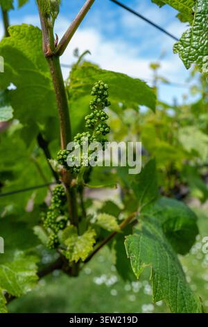 Giovani grappoli di uva verde che crescono su un vitigno in un vigneto di Marlborough. Foto Stock