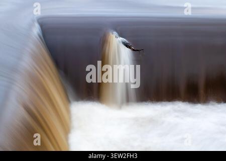 Lunga esposizione di acqua che si getta su una diga con un piccolo ramoscello catturato alla cresta in mezzo al flusso di corsa Foto Stock