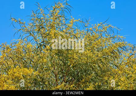 Rami di Acacia Cyanophylla o Mimoza in fiore contro un cielo blu Foto Stock