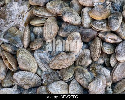 Vista dall'alto delle vongole crude fresche su sfondo ghiacciato Foto Stock