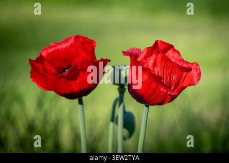 Due vivaci fiori di papavero rosso in piena fioritura con una cialda di semi verdi Foto Stock