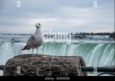 Prima piano di un gabbiano in piedi su una ringhiera di pietra bagnata con l'acqua impetuosa delle Horseshoe Falls sullo sfondo durante il giorno alle cascate del Niagara Foto Stock