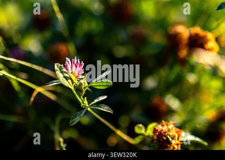 Una piccola fioritura di trifoglio rosa sorge dall'erba prata in una calda luce dorata. Foglie di rugiada e morbido bokeh circondano il gambo mentre il fiore si apre al giorno Foto Stock