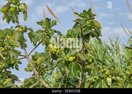 I fichi maturano su un albero di fico. Primo piano di un albero di fico, frutti e rami in natura Foto Stock