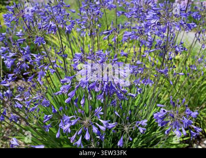 Blue Agapanthus, comunemente noto come giglio del Nilo o giglio africano, in fiore in una giornata di mezza estate. Foto Stock