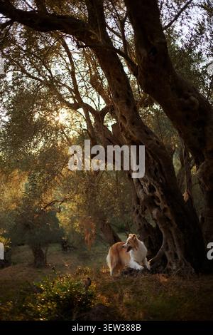 collie di confine siediti sotto un olivo contorto, circondato dalla luce dorata della sera. Il momento cattura la loro calma presenza nella natura. Foto Stock