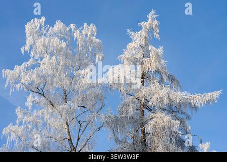 Betulla argentata (Betula pendula) e larice europeo (Larix decidua) con hoarfrost in inverno, Renania settentrionale-Vestfalia, Germania Foto Stock