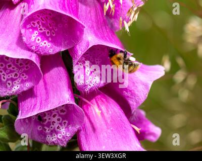 Bumblebee che si nutrono di un colorato fiore di foxglove durante l'estate, Inghilterra, Regno Unito. Le api sono importanti impollinatori Foto Stock