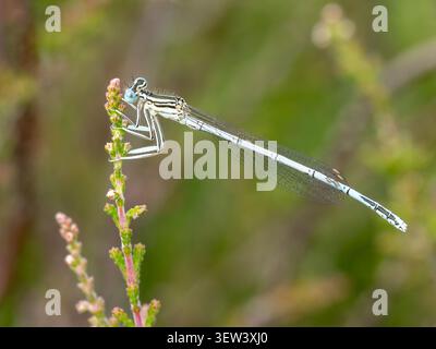 Damselfly dalle gambe bianche (Platycnemis pennipes) sull'erica nell'habitat delle brughiere del Surrey durante l'estate, Inghilterra, Regno Unito Foto Stock
