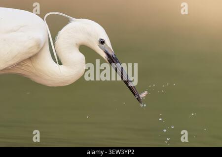 Airone comune (Egretta garzetta) che cattura un piccolo pesce, la punta del becco che rompe la superficie dell'acqua con goccioline che volano contro uno sfondo morbido verde e dorato Foto Stock